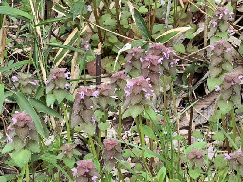 26-04-05 14-13-45 4239