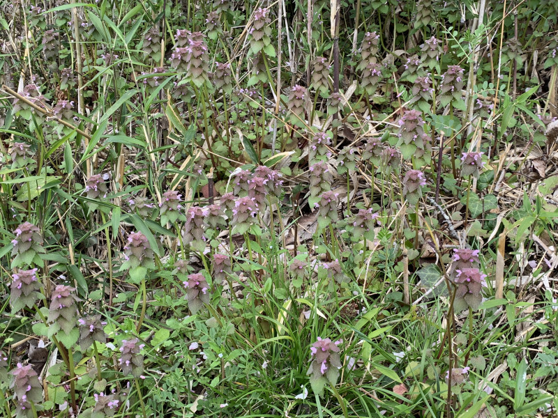 26-04-05 14-13-50 4241