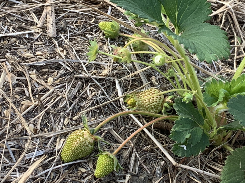 26-04-25 17-18-30 4411